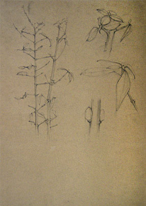 Freehand drawings of plant stems, in pencil