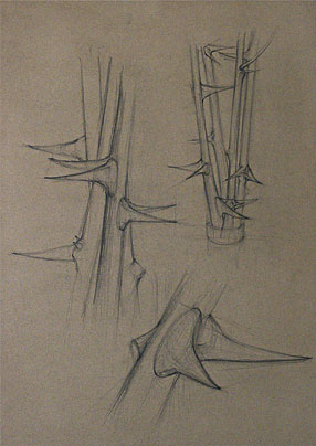 Freehand drawings of thorny plant stems, in pencil