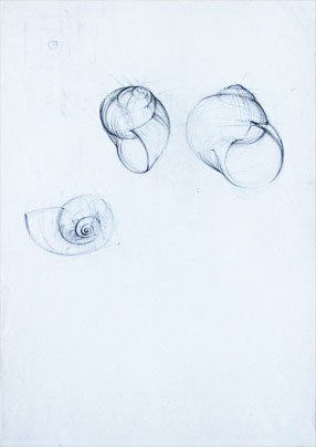Freehand drawings of snail shell, in pencil