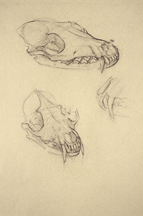 Freehand drawings of rodent skull, in charcoal