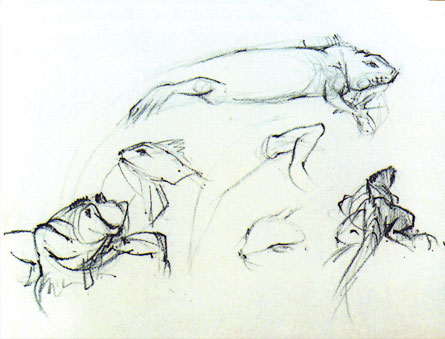 Freehand drawings of iguanas at the zoo, in chinagraph pencil