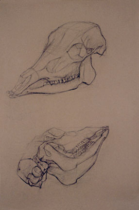 Freehand drawings of ruminant skull, in charcoal