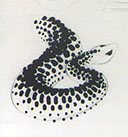 Drawing of a snake from life with a Q-tip